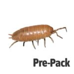 Giant Orange Woodlice Pre-pack