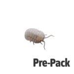 Mini Speckled Woodlice Pre-pack