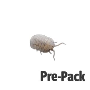 Mini Speckled Woodlice Pre-pack