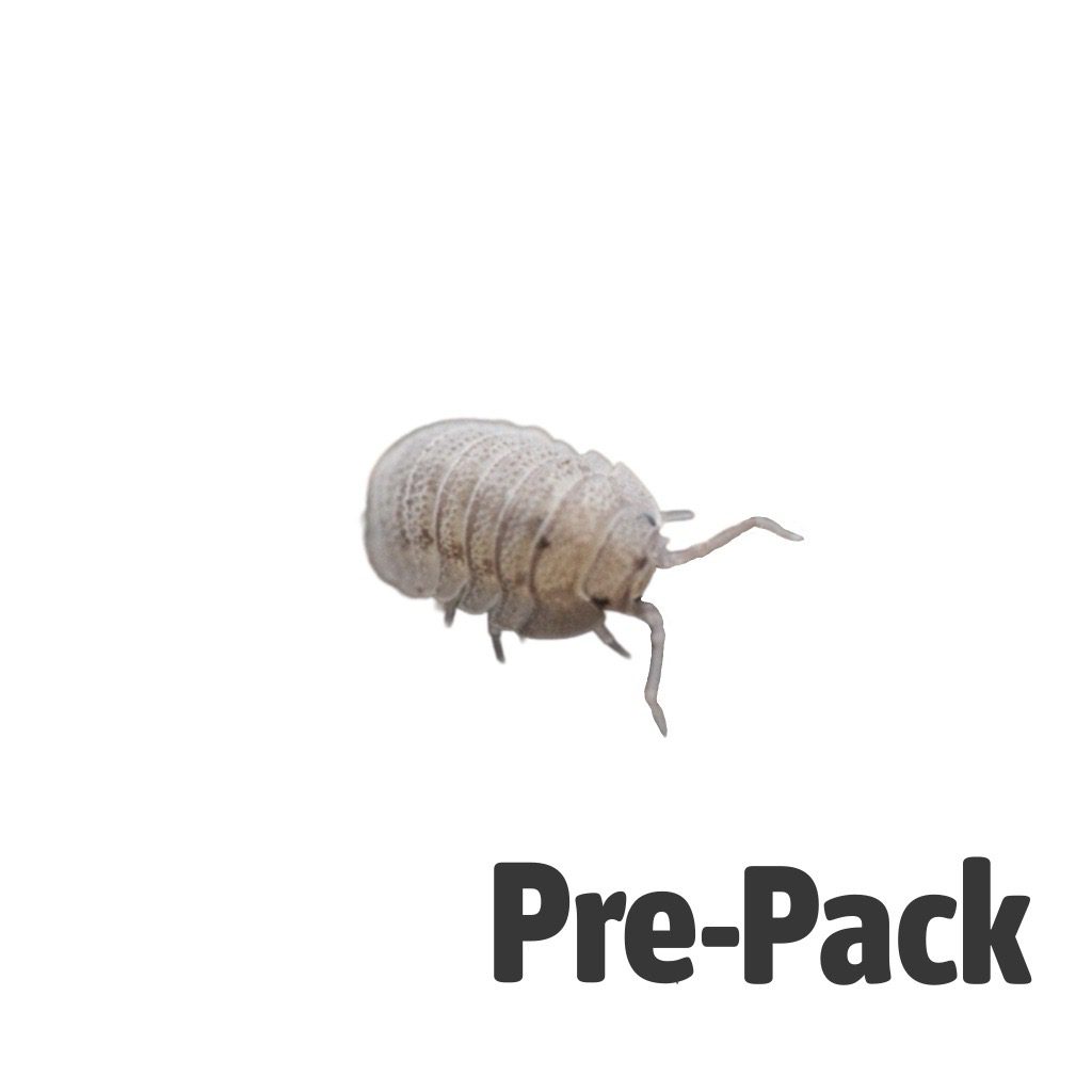 Mini Speckled Woodlice Pre-pack