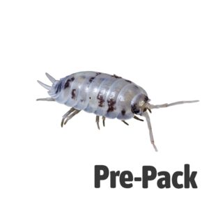Dairy Cow Woodlice Pre-pack