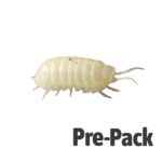 T-Albino Isopods Pre-pack