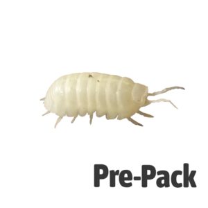 T-Albino Isopods Pre-pack
