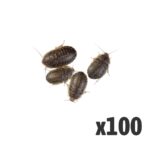 Dubia Cockroaches  (Bag of 100), Medium