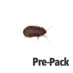 Dubia Cockroaches pre-pack, Medium
