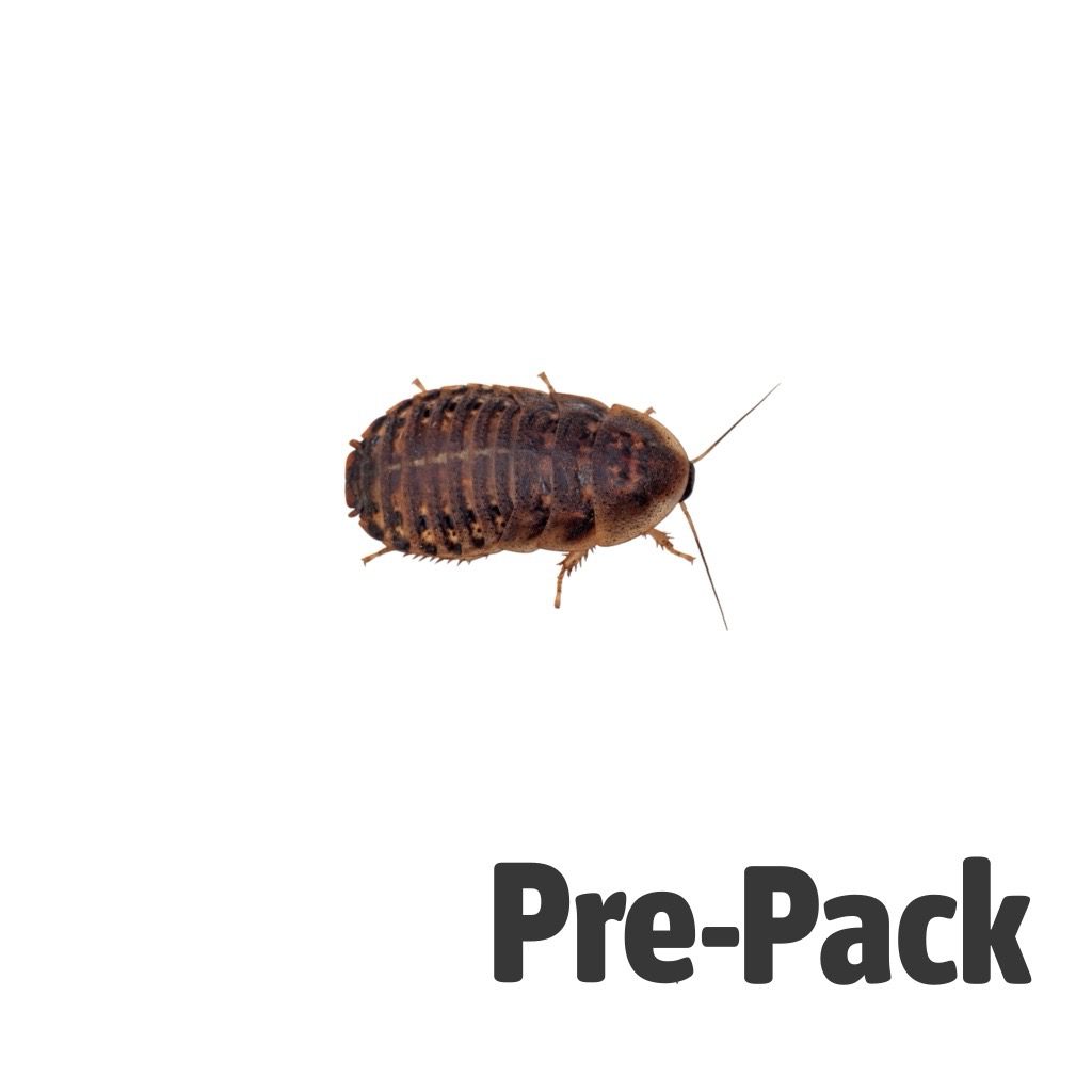 Dubia Cockroaches pre-pack, Medium