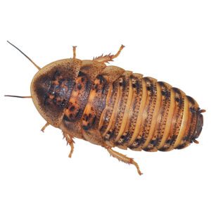 Dubia Roaches