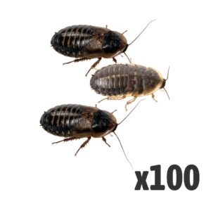 Dubia Cockroaches (Bag of 100), Large