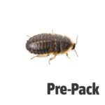 Dubia Cockroaches pre-pack, Large
