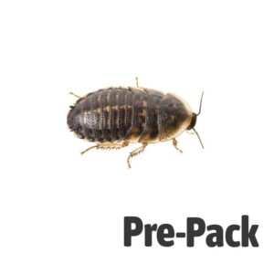 Dubia Cockroaches pre-pack, Large