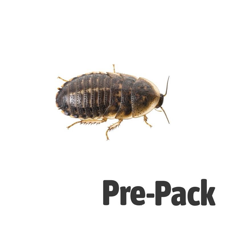 Dubia Cockroaches pre-pack, Large