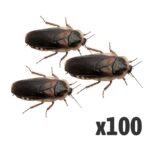 Dubia Cockroaches (Bag of 100), Adult