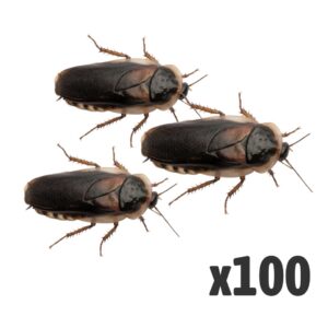 Dubia Cockroaches (Bag of 100), Adult