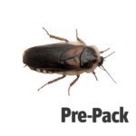 Dubia Cockroaches pre-pack, Adult
