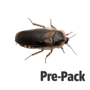 Dubia Cockroaches pre-pack, Adult