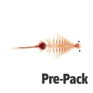 LIVE Brine Shrimp (Artemia) (100ml)