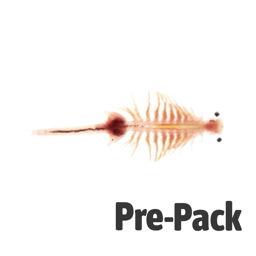 LIVE Brine Shrimp (Artemia) (100ml)