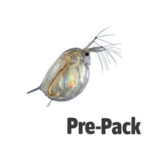 LIVE Daphnia (100ml)