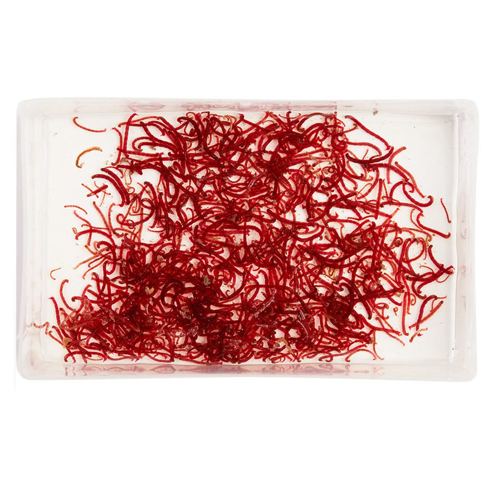 LIVE Bloodworm LARGE (100ml)