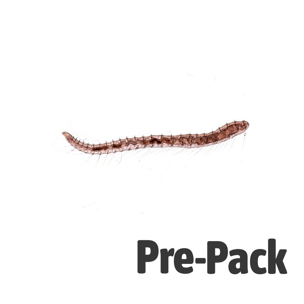 LIVE Tubifex (100ml)