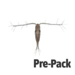 LIVE Copepods (100ml)
