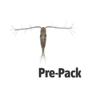 LIVE Copepods (100ml)