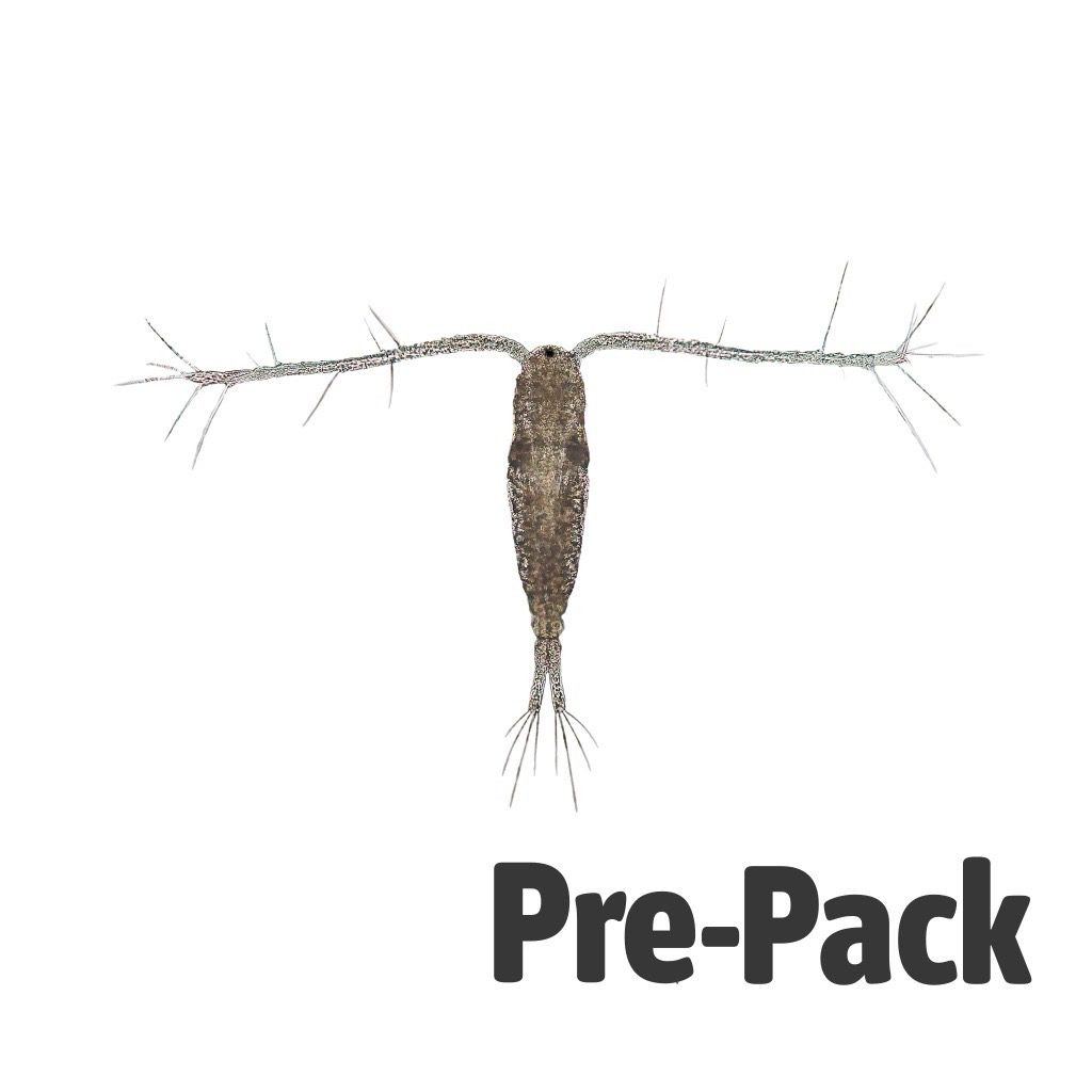 LIVE Copepods (100ml)