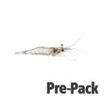 LIVE River Shrimp (100ml)