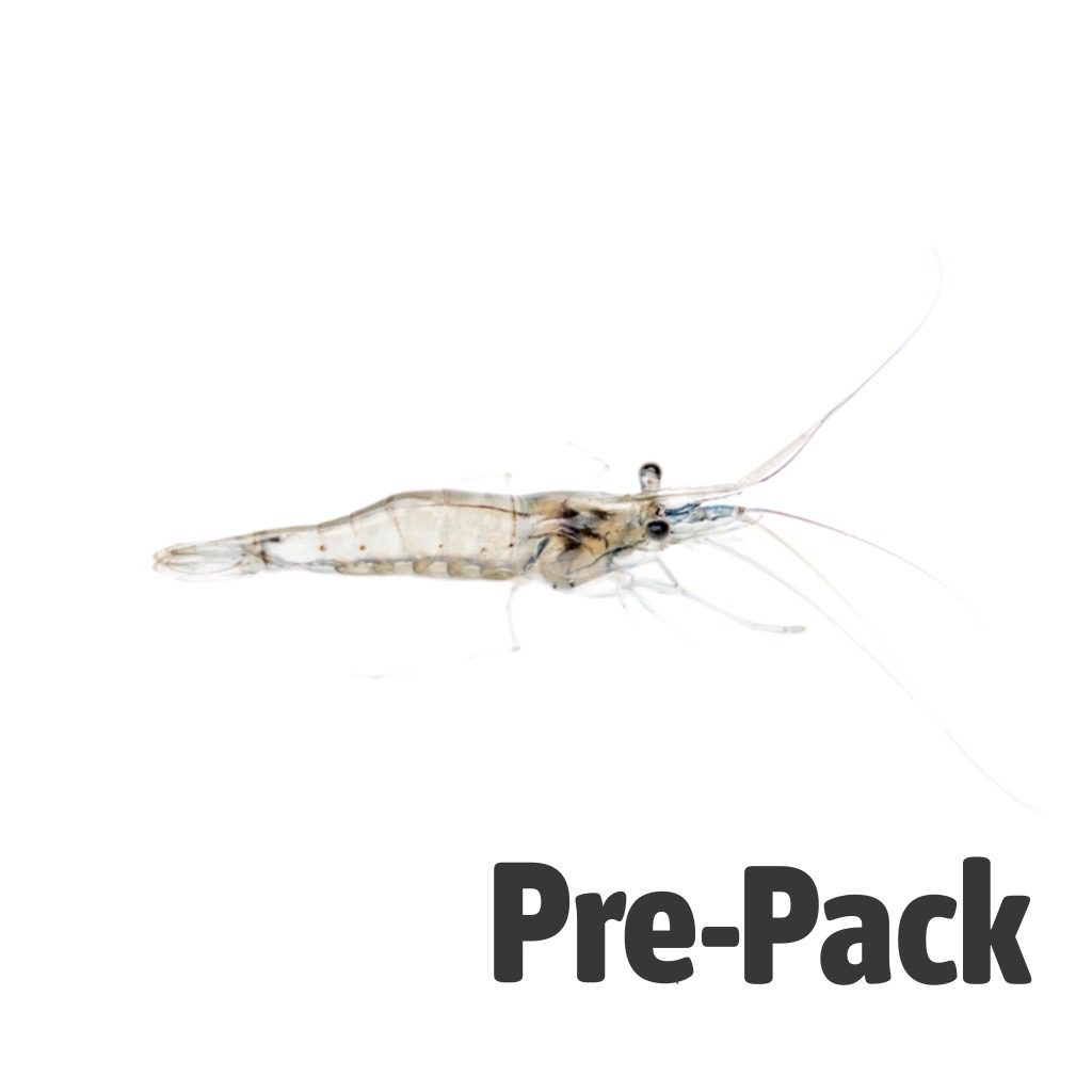 LIVE River Shrimp (100ml)