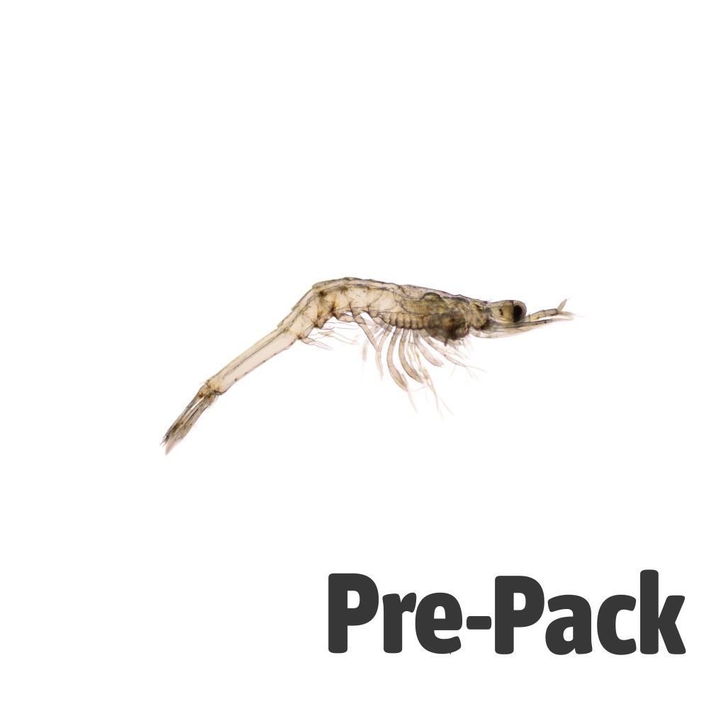 LIVE Mysis Shrimp (100ml)