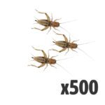 Silent Crickets, Large (Bag of 500)