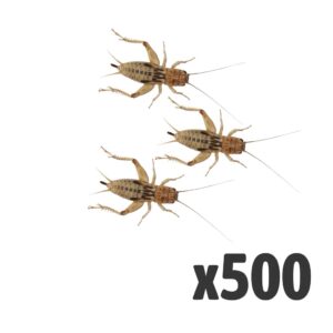 Silent Crickets, Large (Bag of 500)