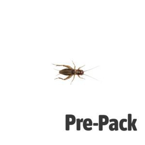Silent Crickets pre-pack, Standard