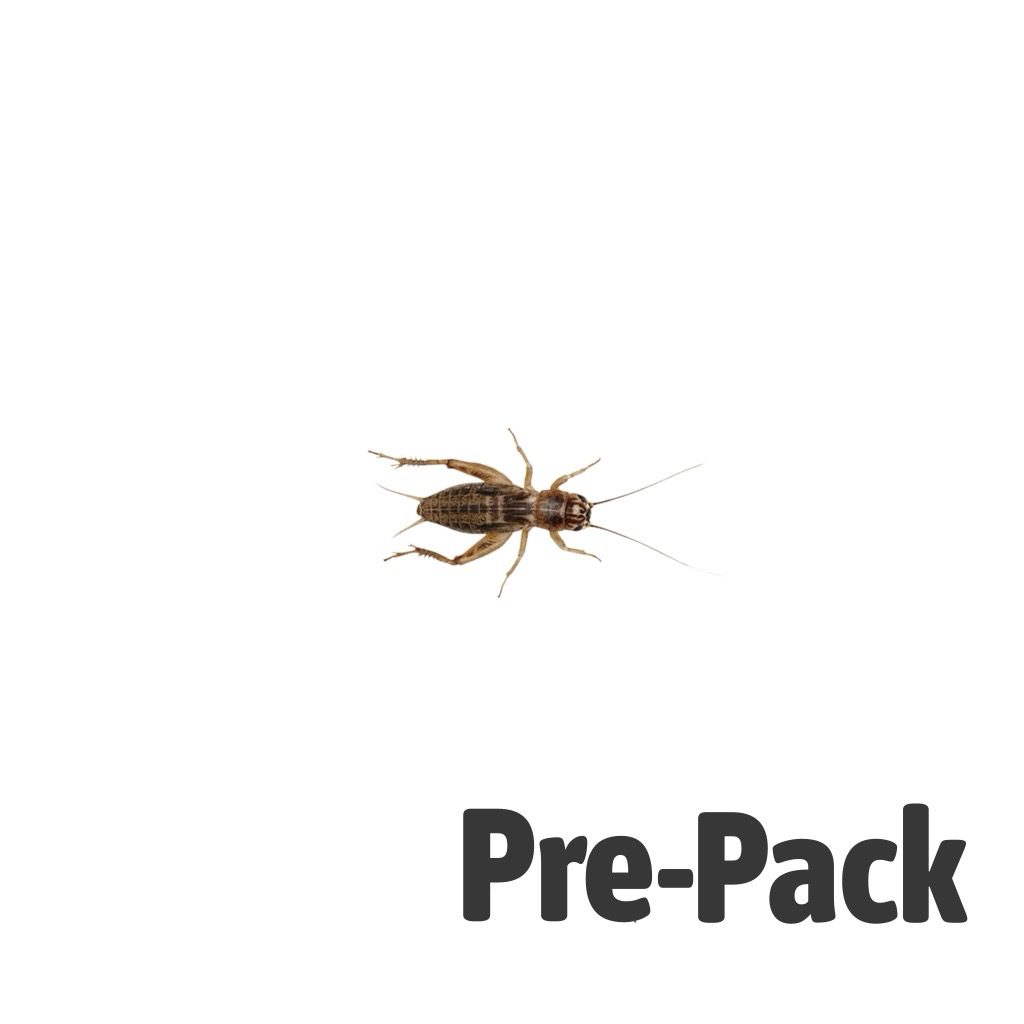 Silent Crickets pre-pack, Standard