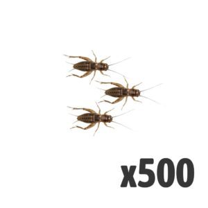 Silent Crickets, Standard (Bag of 500)