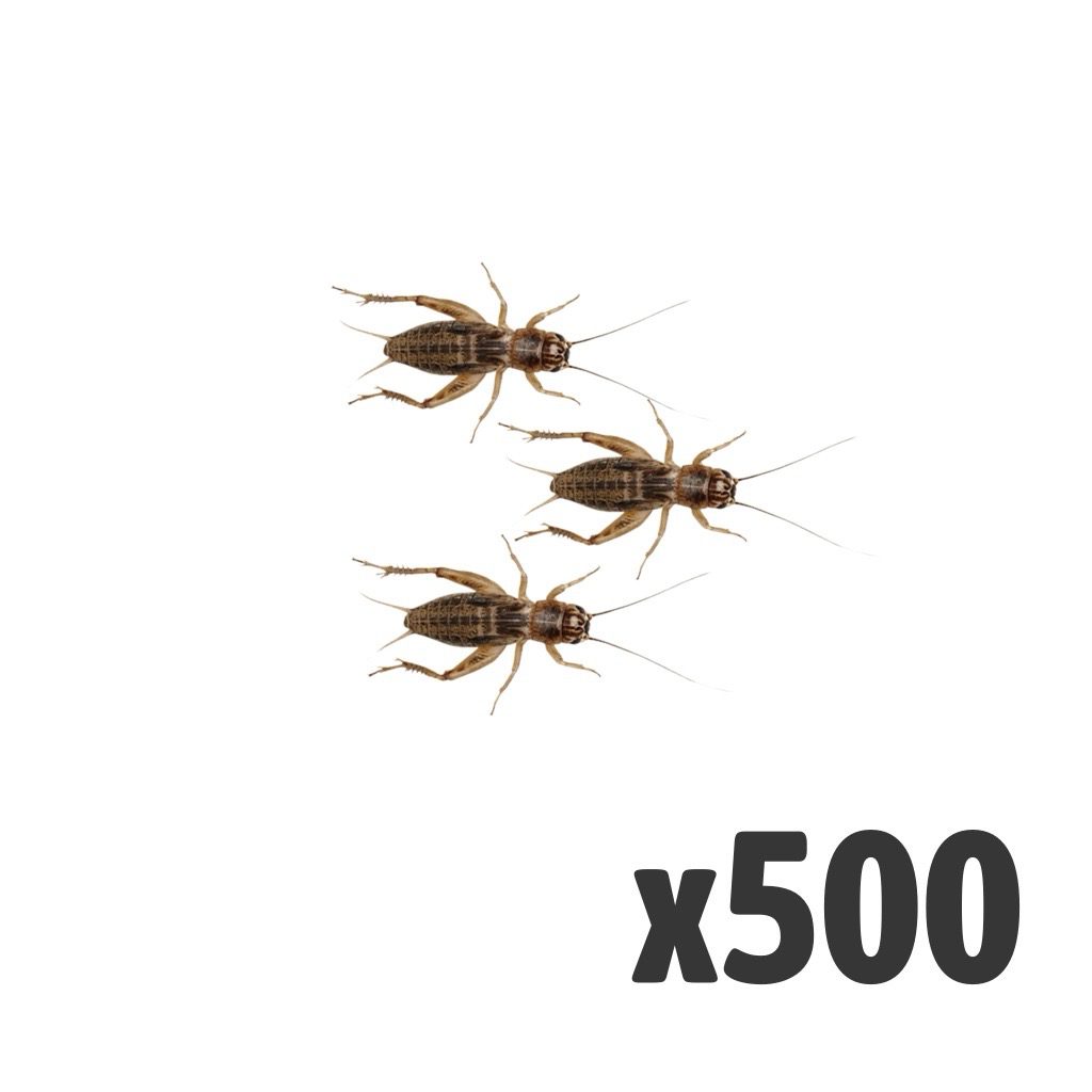 Silent Crickets, Standard (Bag of 500)