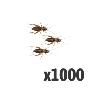 Silent Crickets, Standard (Bag of 1000)