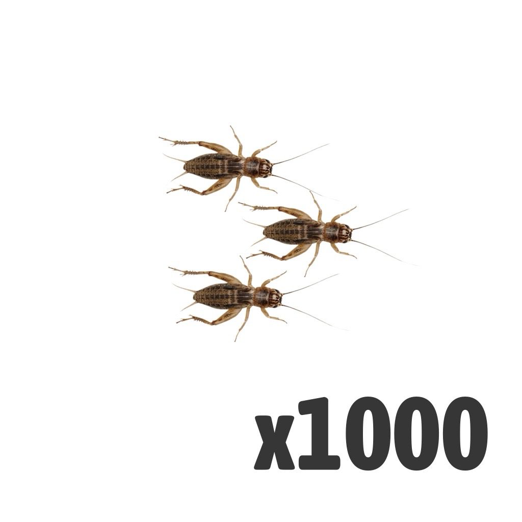 Silent Crickets, Standard (Bag of 1000)