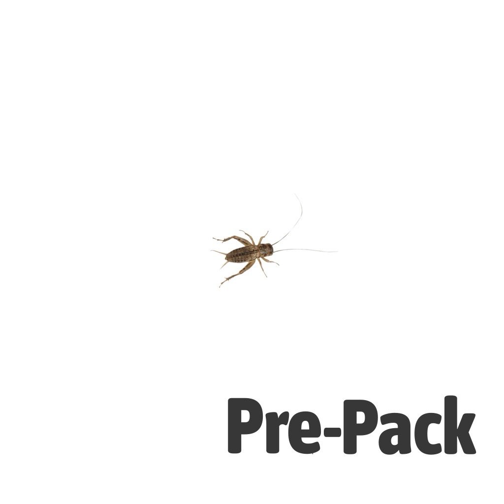 Silent Crickets pre-pack, Small