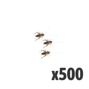 Silent Crickets, Small (Tub of 500)