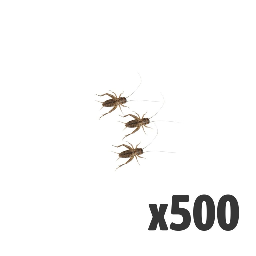 Silent Crickets, Small (Tub of 500)