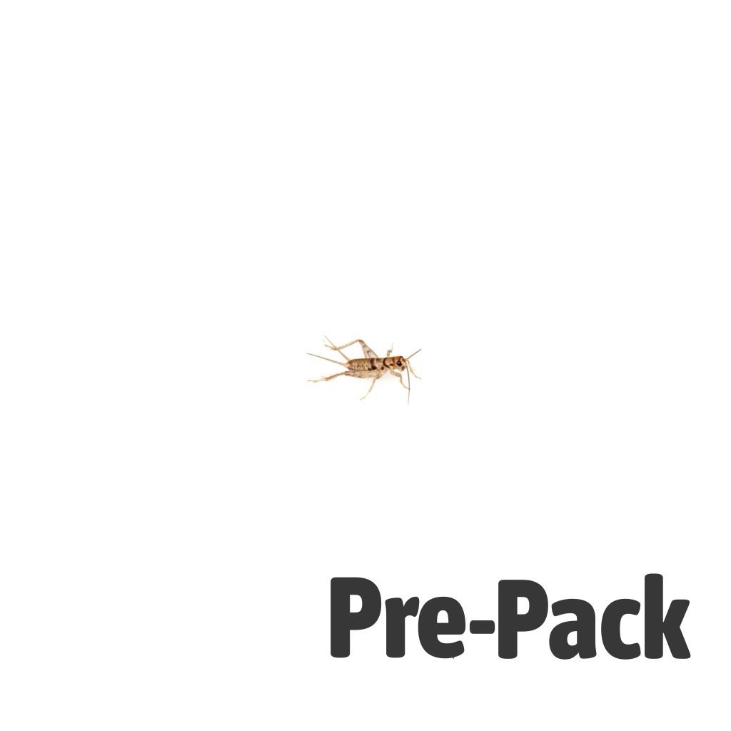 Brown House Cricket Pre-pack. Mini