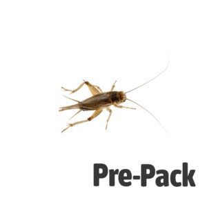 Silent Crickets pre-pack, Extra-Large