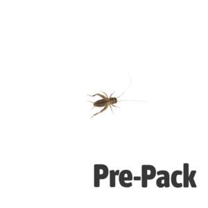 Silent Crickets pre-pack, Med/Small