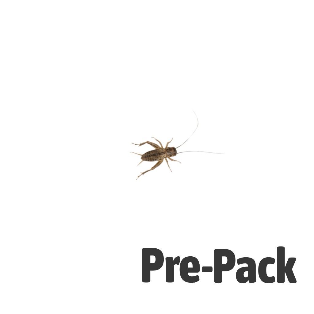 Silent Crickets pre-pack, Med/Small