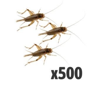 Silent Crickets, Extra-Large(Bag of 500)