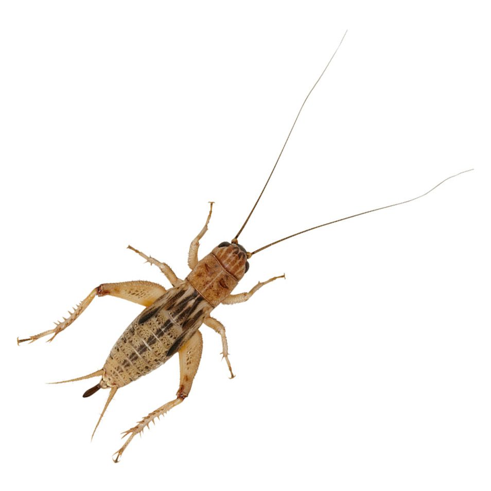 Silent Crickets, Med/Small (Bag of 1000)