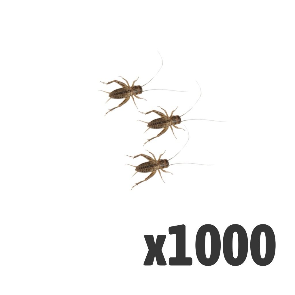 Silent Crickets, Med/Small (Bag of 1000)