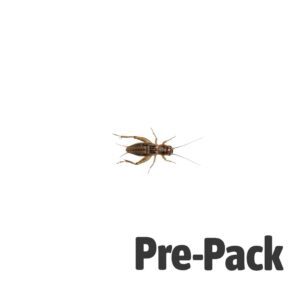 Silent Crickets pre-pack, Medium