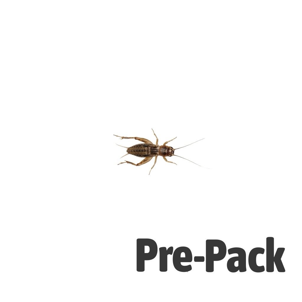Silent Crickets pre-pack, Medium
